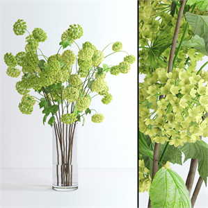 Viburnum